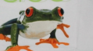 frog-race-i-456x456